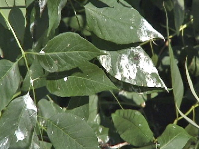 Bridgeport bird invasion leaves cars, sidewalks and people covered in droppings.
