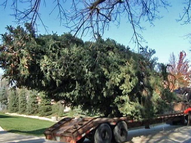 A single, 56-foot Christmas Tree will adorn Daley Plaza this holiday season.