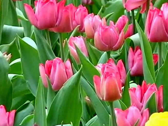 A tulip named in honor of <a title=
