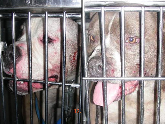 Two dogs, one just a puppy, were found fighting in basement, authorities say.