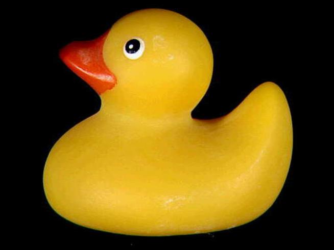 7/30: Rubber Duckies, Comped Cake and a Shedd Soiree 