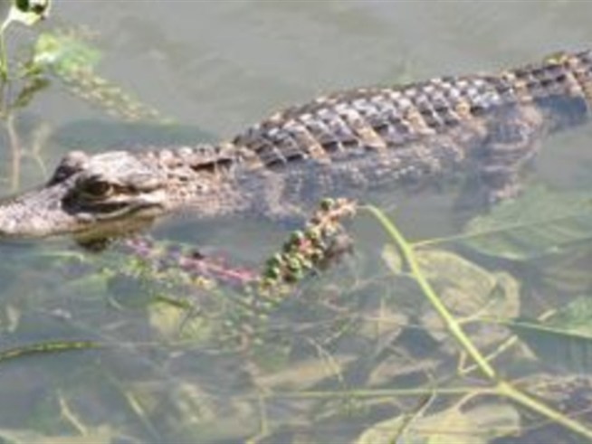 For the second time in a month, a toothy reptile has been spotted sunning itself in the North Branch of the <a title=