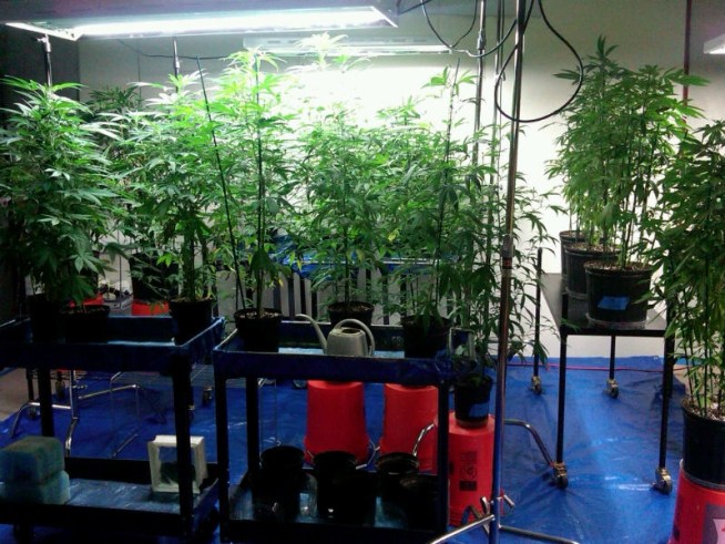 Police found more than 100 marijuana plants, pans full of marijuana buds laid out on the bathroom counter, $30,000 in cash and two illegal firearms in a northwest side facility. Michelle Relerford reports.