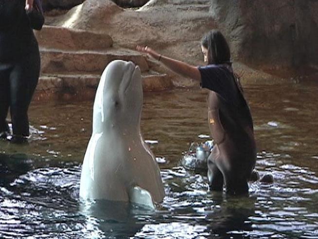 whales underwater, feeding, doing tricks,