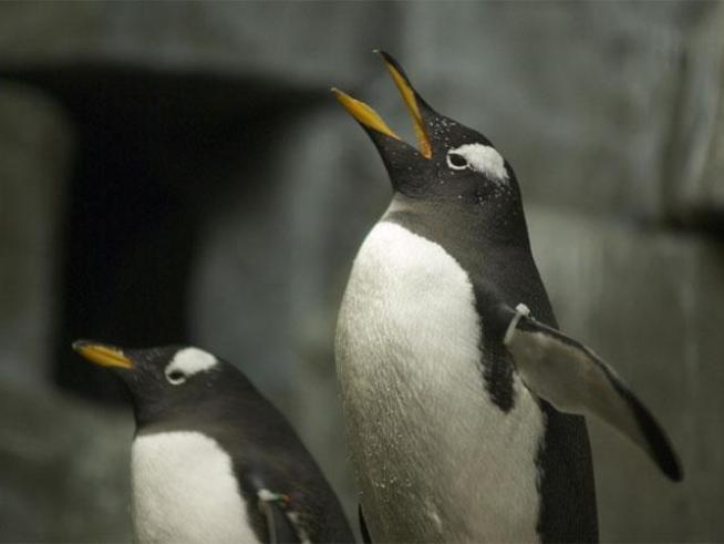 They're awfully cute and kind of cuddly, and now you can touch them! It's all part of a new exhibit at the <a title=
