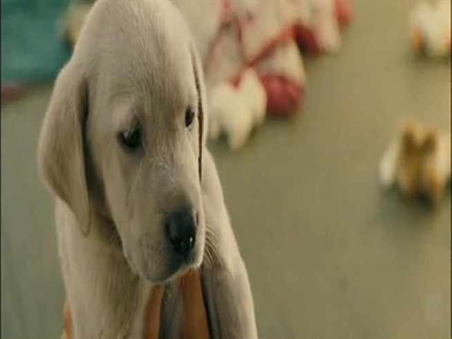 Celebrity Pooch Visits Chicago