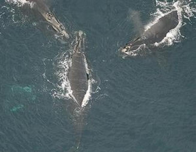 Right Whales' Wintering Ground Found in Gulf of Maine
