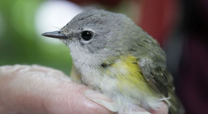 City Din Forces Birds To Shout, Study Says