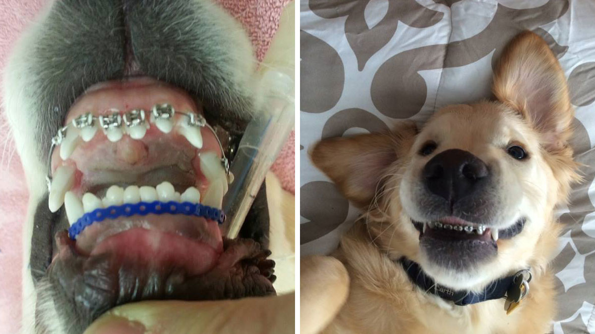 Golden Retriever Puppy Gets Braces