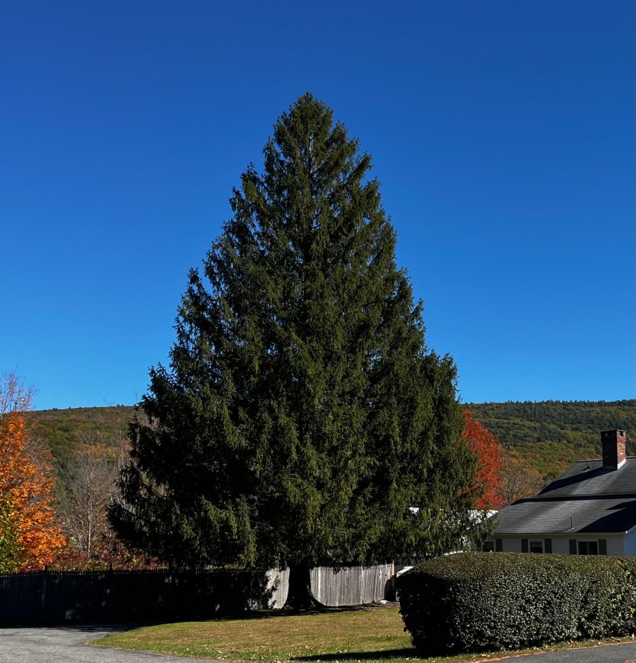 2024 Rockefeller Center Christmas Tree