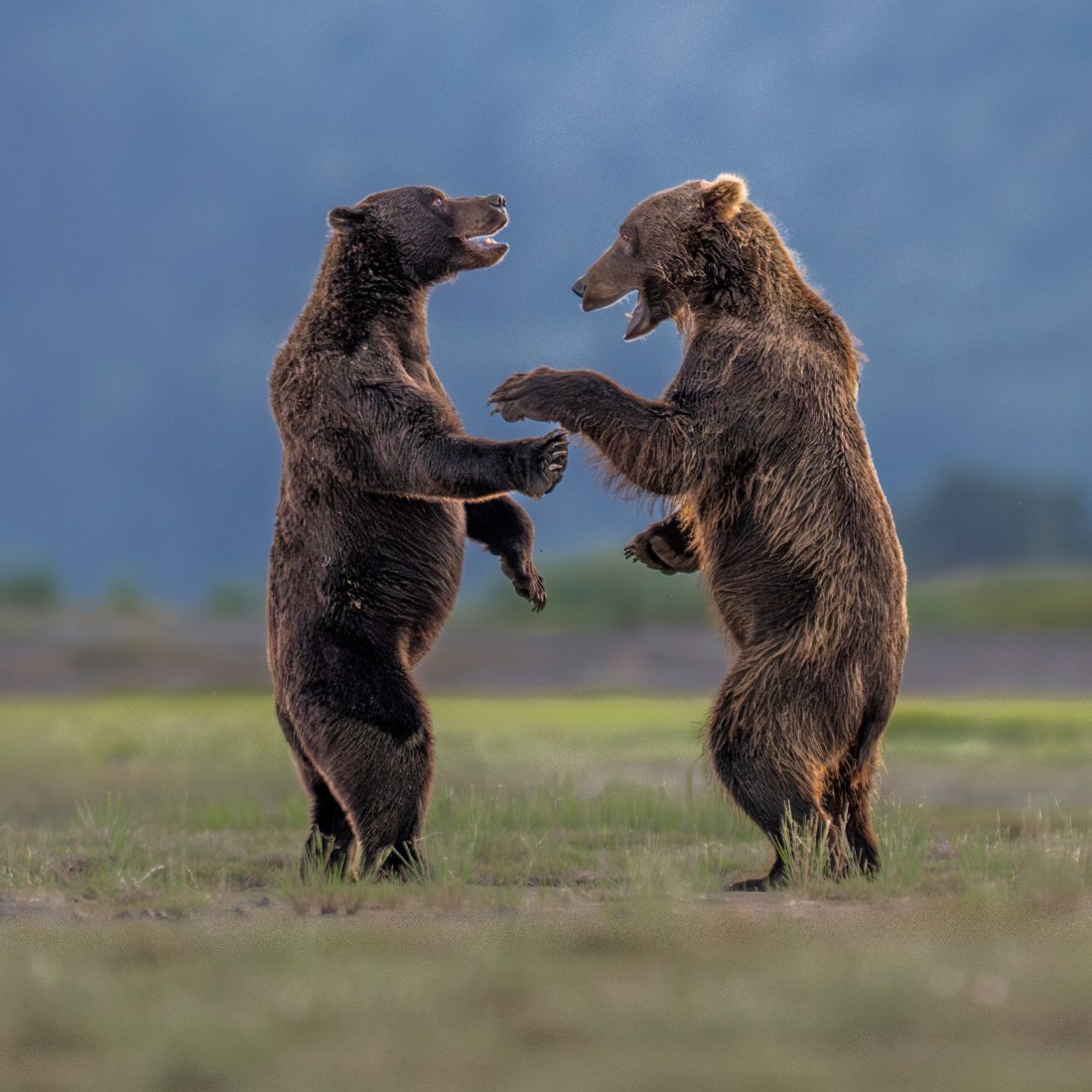 Bears Sharing a Joke