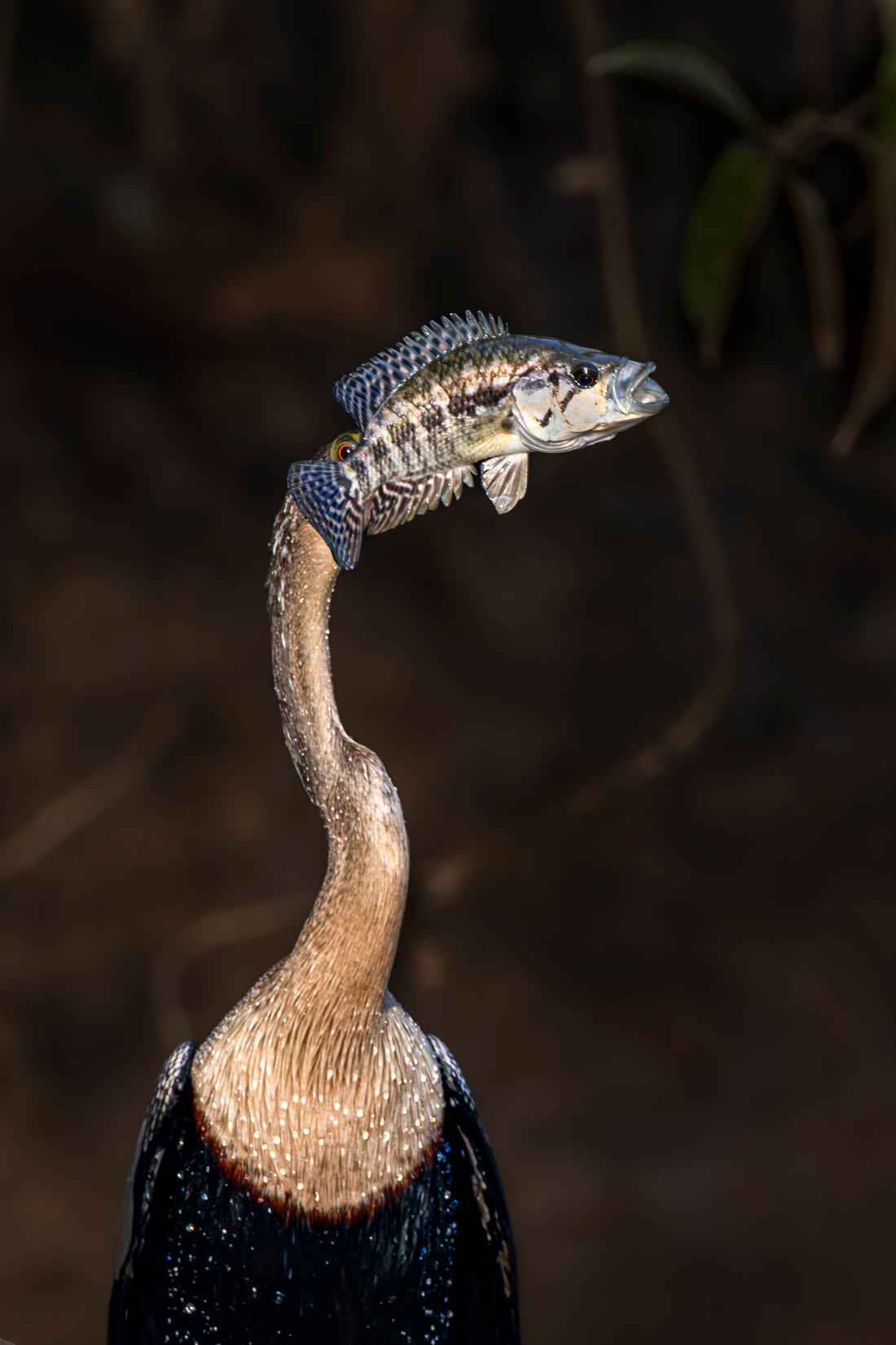 Fish-headed bird