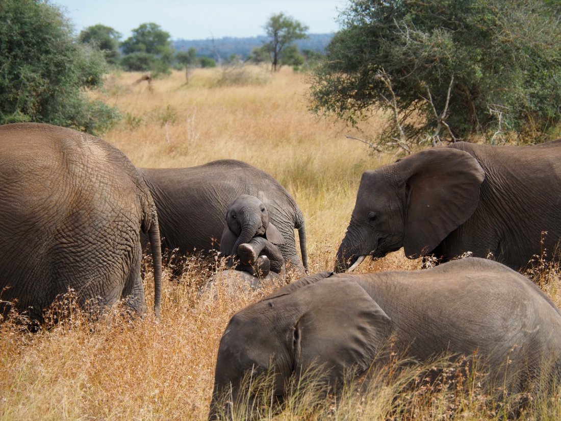 Cheeky Little Elephant