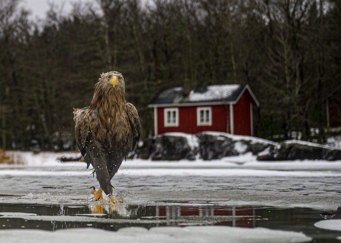 Fashion fades. Feather coats are forever.