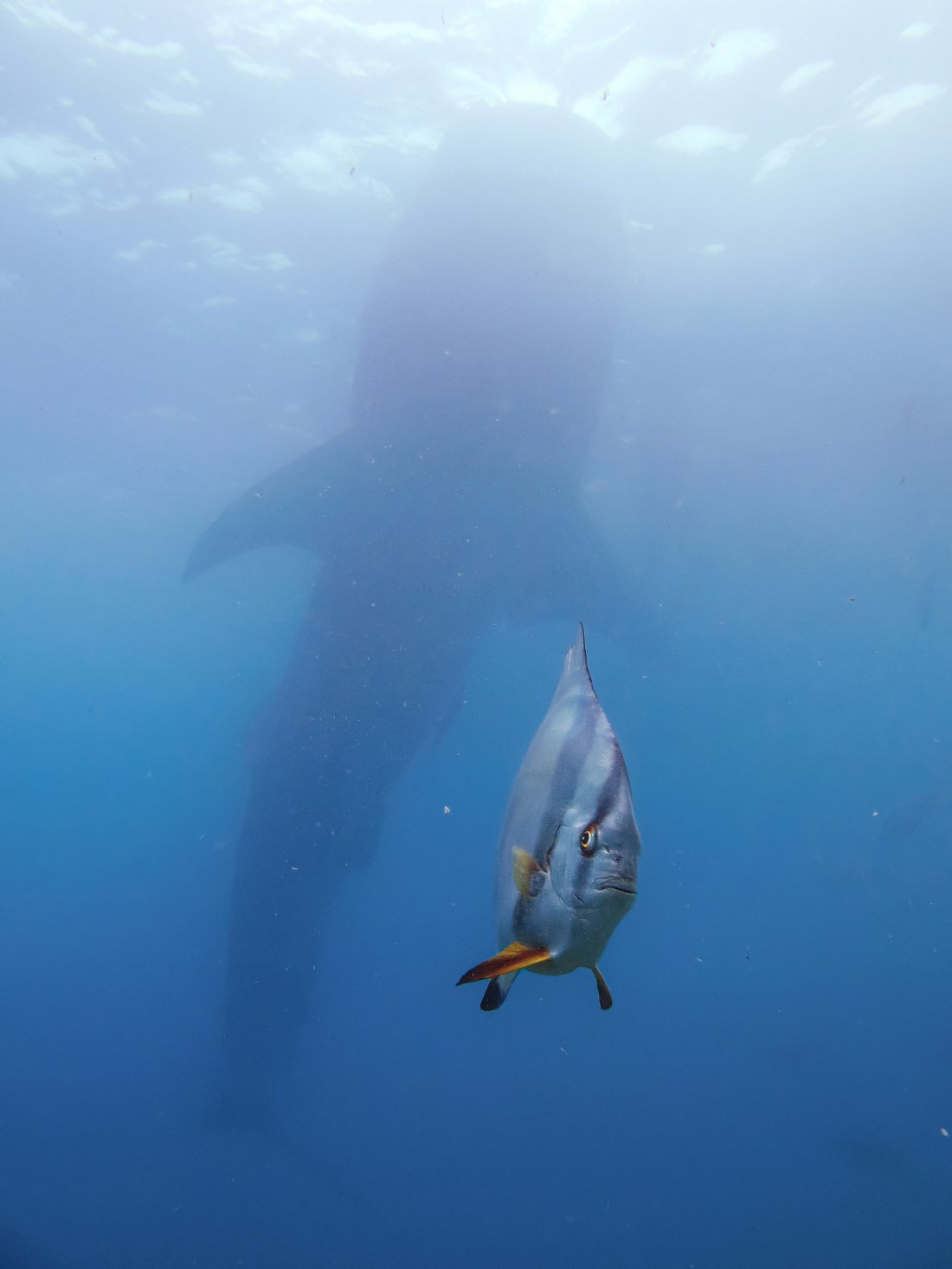 A Very Pressured Spadefish