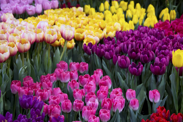 Win Tickets To The Chicago Flower And Garden Show Nbc Chicago