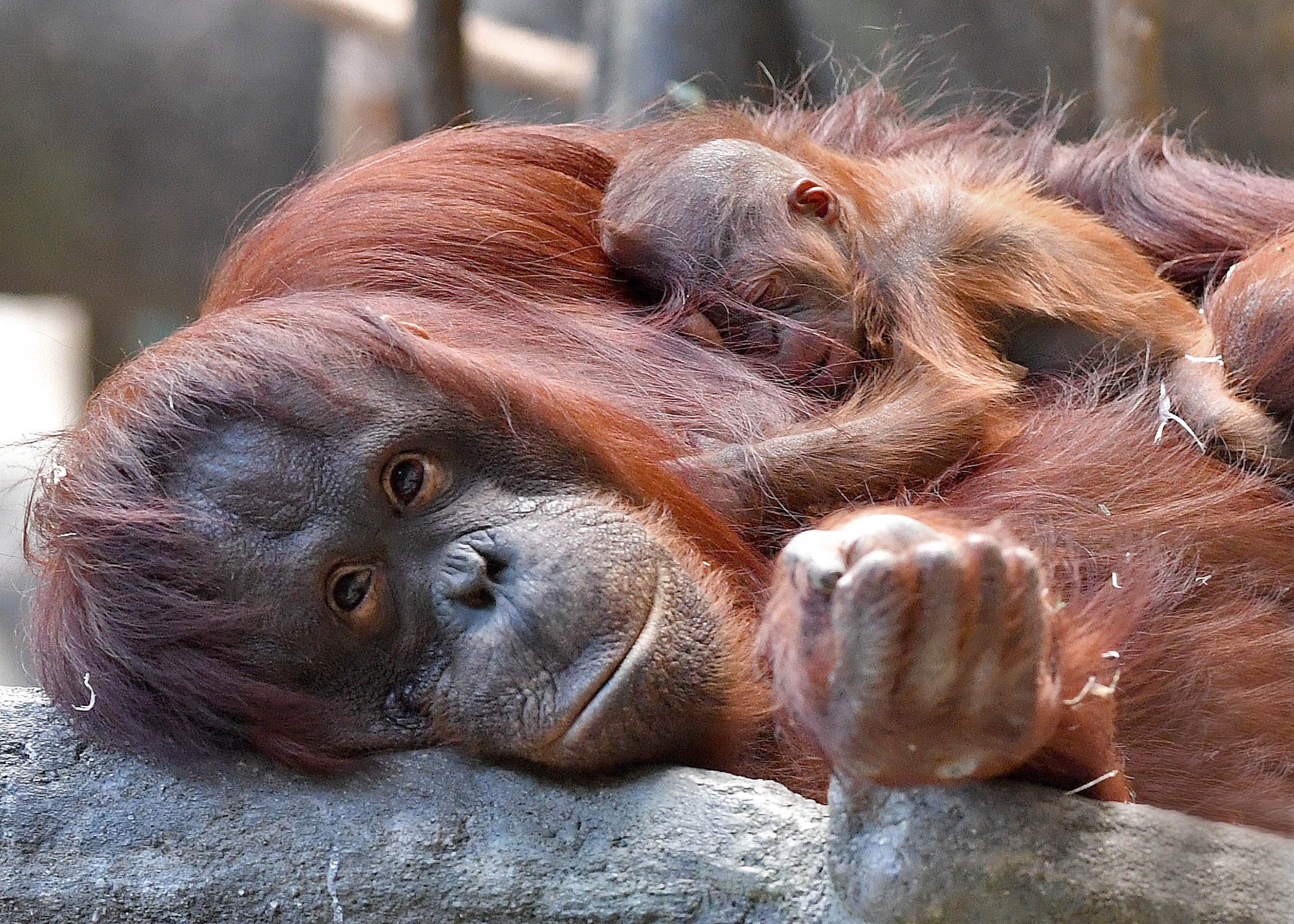  Baby  Orangutan  Makes Debut at Brookfield Zoo NBC Chicago