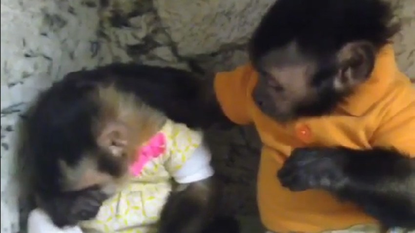 012215 comforting monkeys