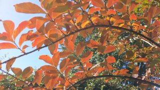 [UGCDFW-CJ]Fall Leaves