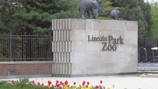 [chicagogram] Lincoln Park Zoo is home to a wide variety of animals. The zoo's exhibits include big cats, polar bears, penguins, gorillas, reptiles, monkeys, and other species totalling nearly 1,250 animals. Also located in Lincoln Park Zoo is a burr