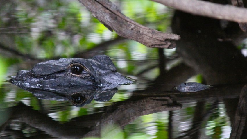 090218 Alligator Pestano