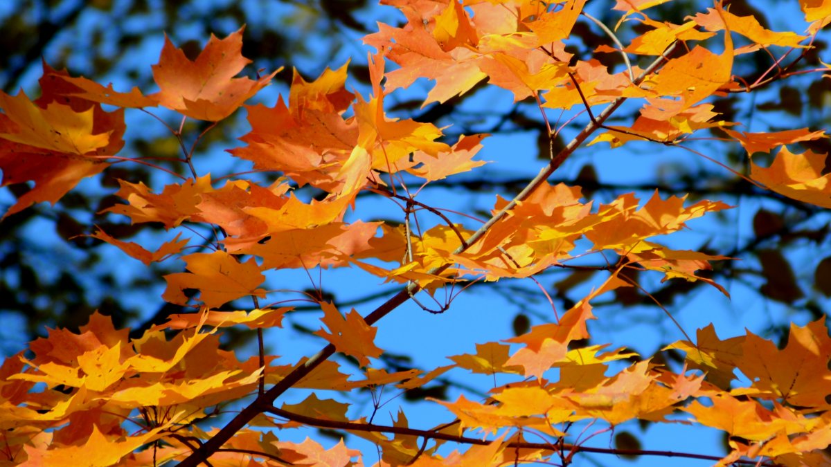 Warm, dry weather makes for a picture-perfect fall weekend; temps climb into the 70s