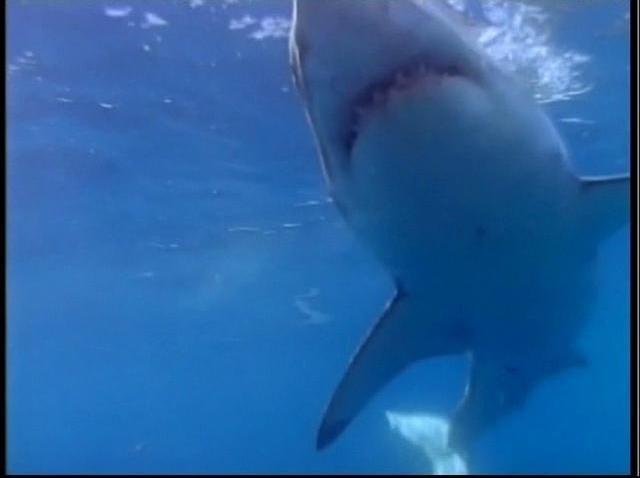 101108-great white shark