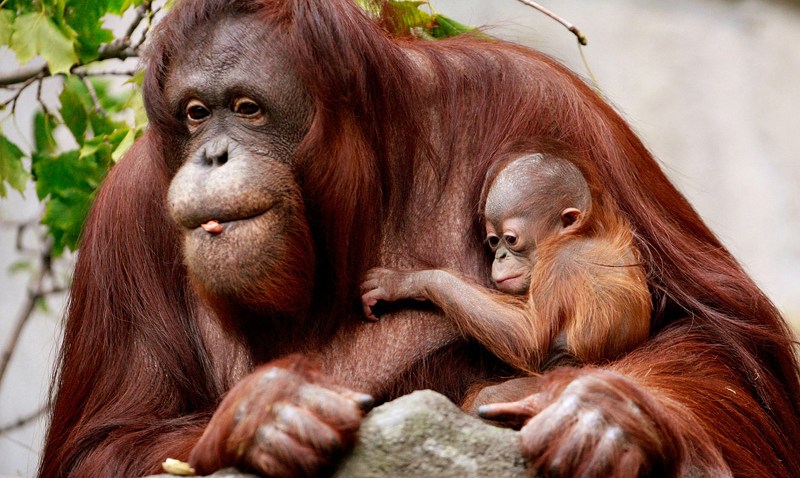 102308 Zoo Babies Orangutan p2