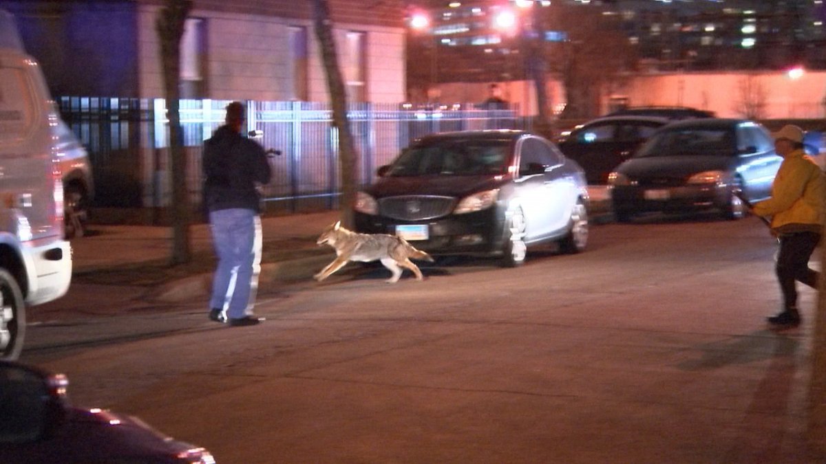 Captured Coyote Taken to Rehab Center as Crews Continue to Patrol