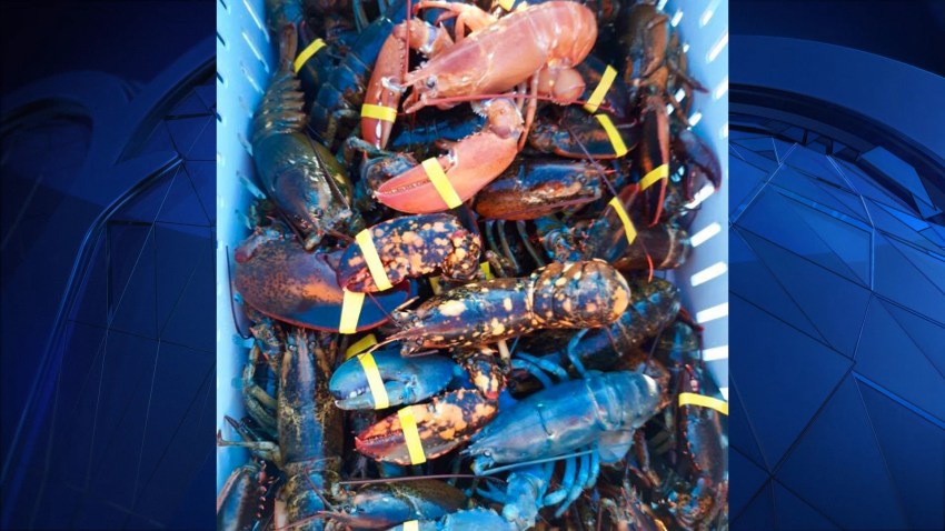 A fisherman in Maine caught three colorful lobsters in one day.