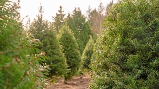 Christmas tree closeup