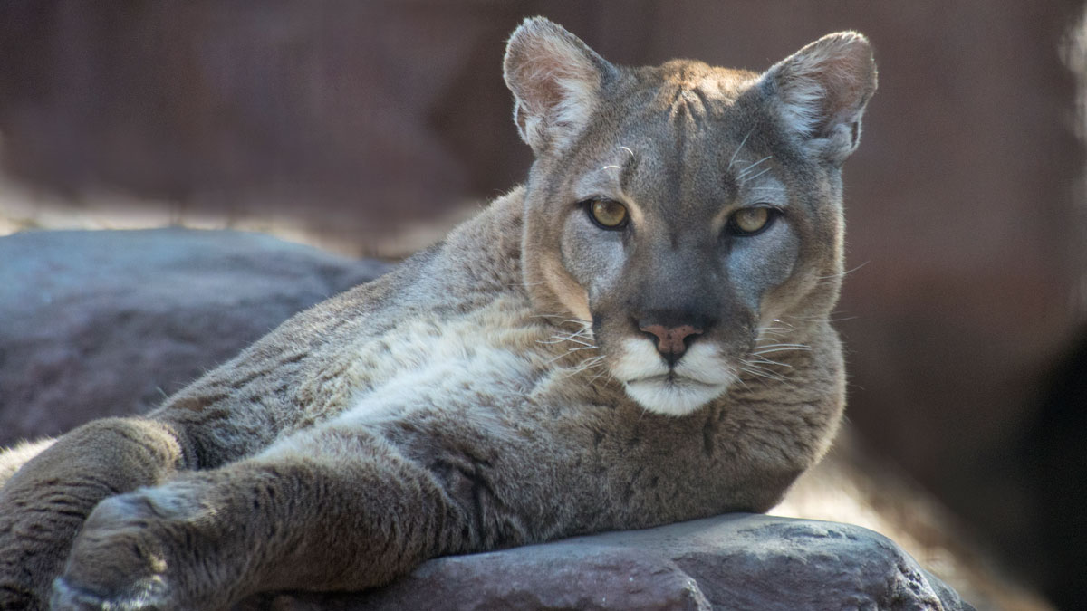 Mountain Lions Recolonizing in Midwest, Researchers Say NBC Chicago