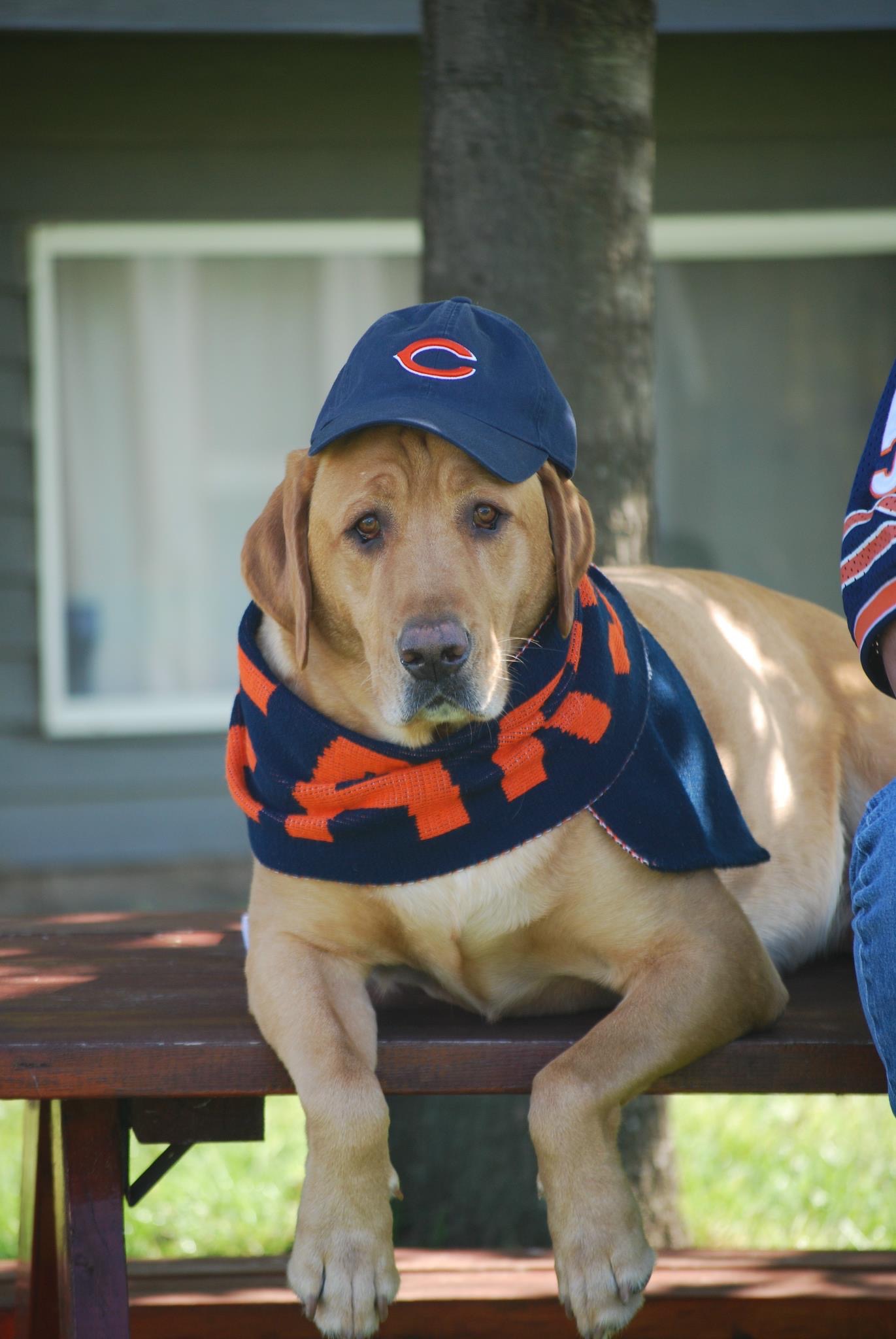 chicago bears dog jersey