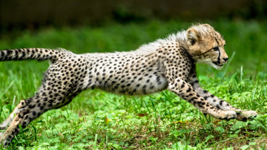 20131227 Cheetah