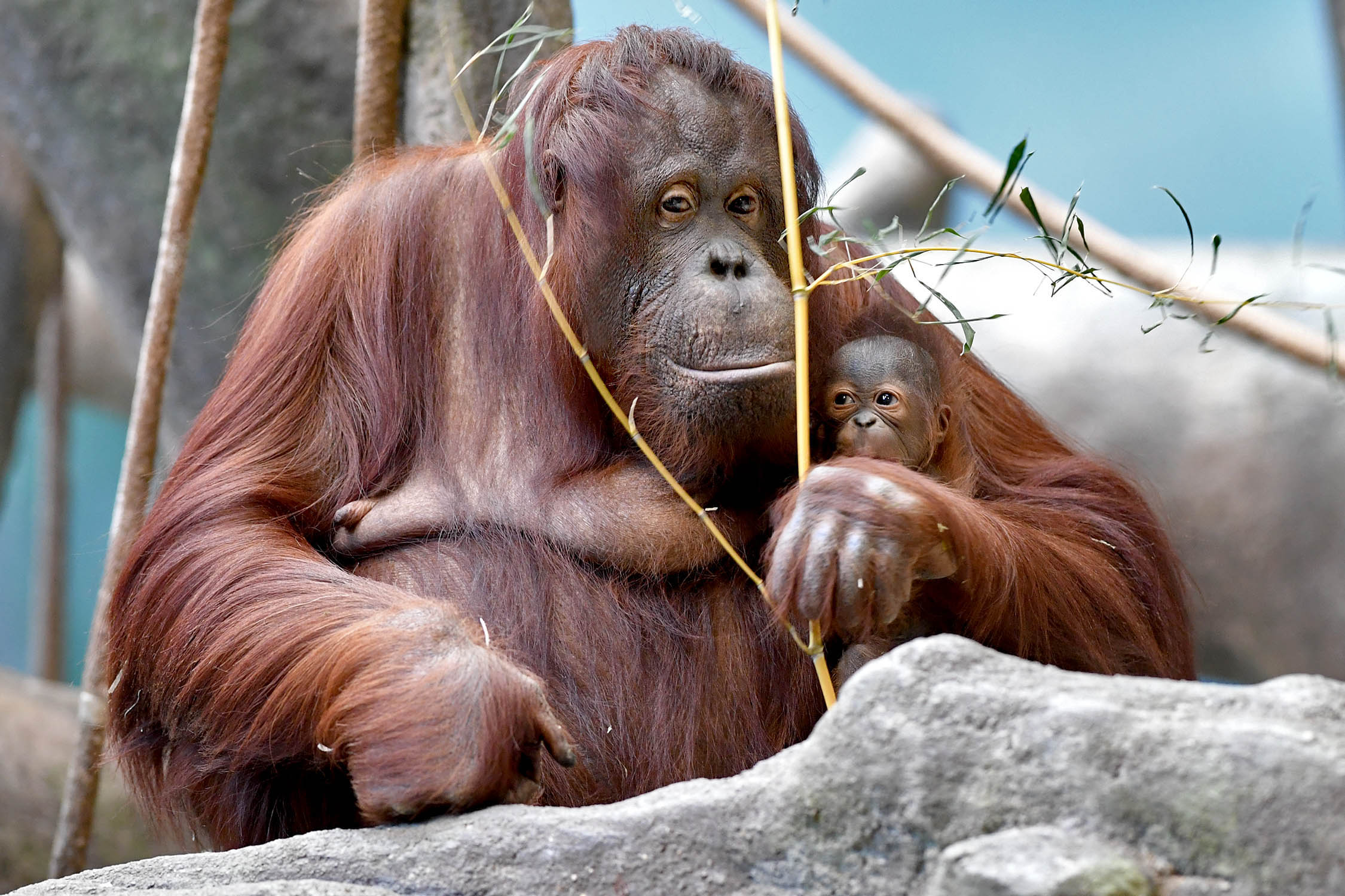  Baby  Orangutan  Makes Debut at Brookfield Zoo NBC Chicago