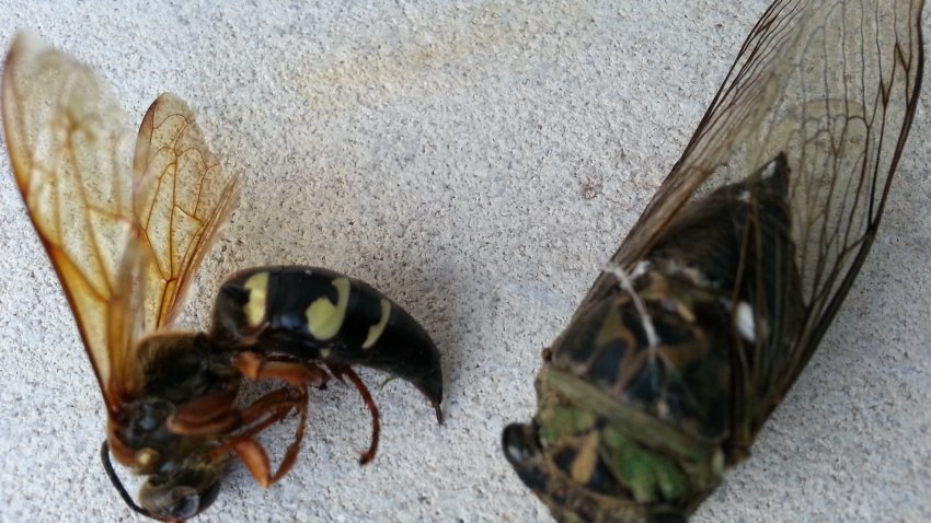 [UGCCHI-CJ]A Cicada and the wasp, Cicada killer