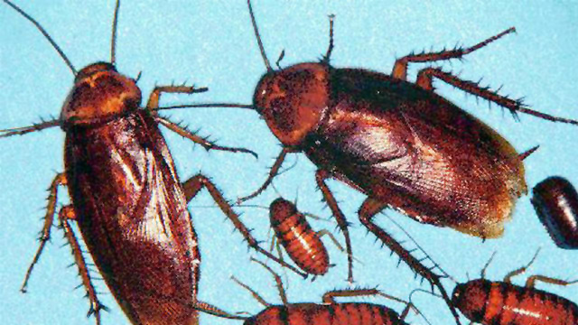Cockroaches