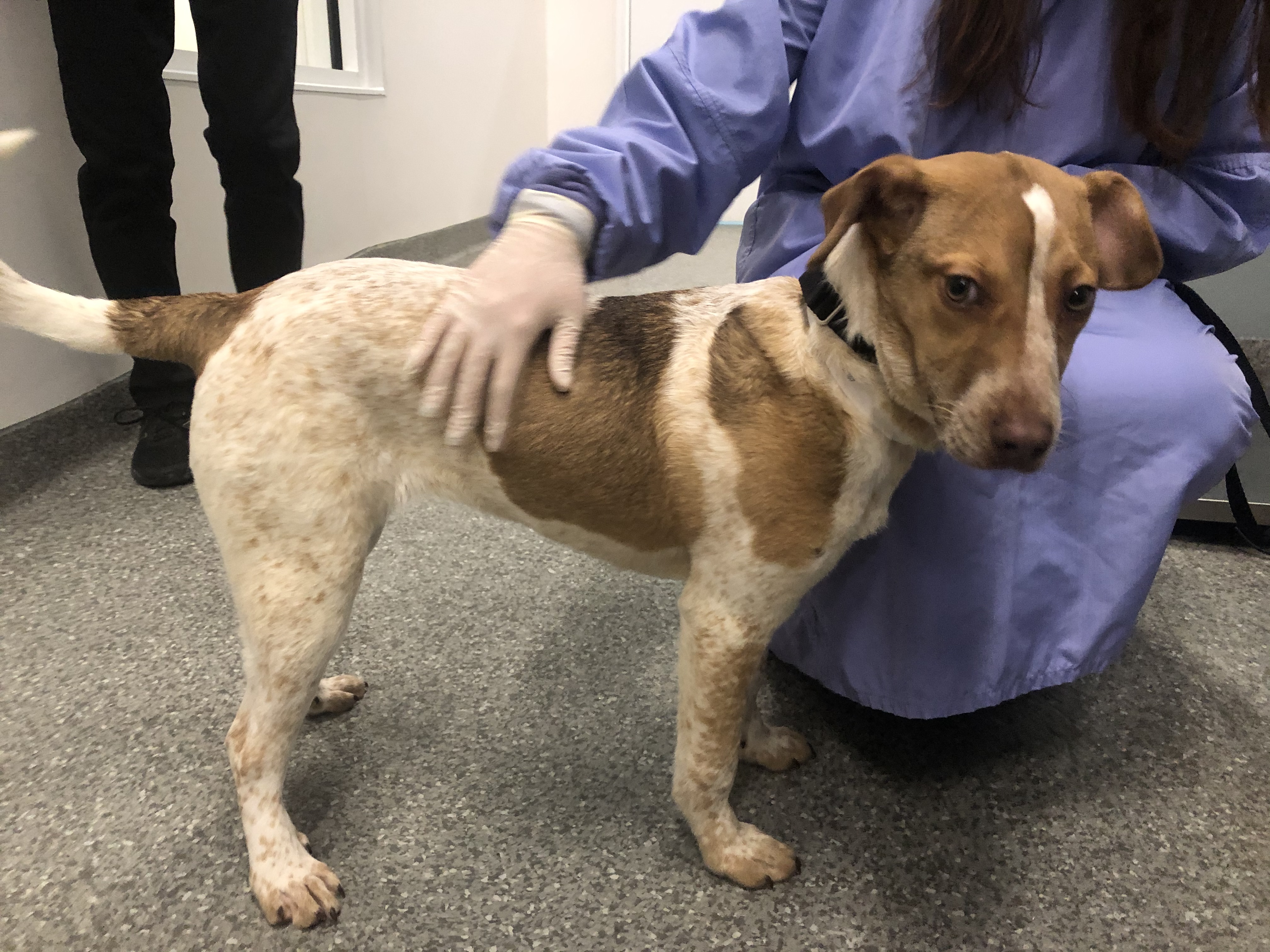 Paws Chicago Nbc Chicago