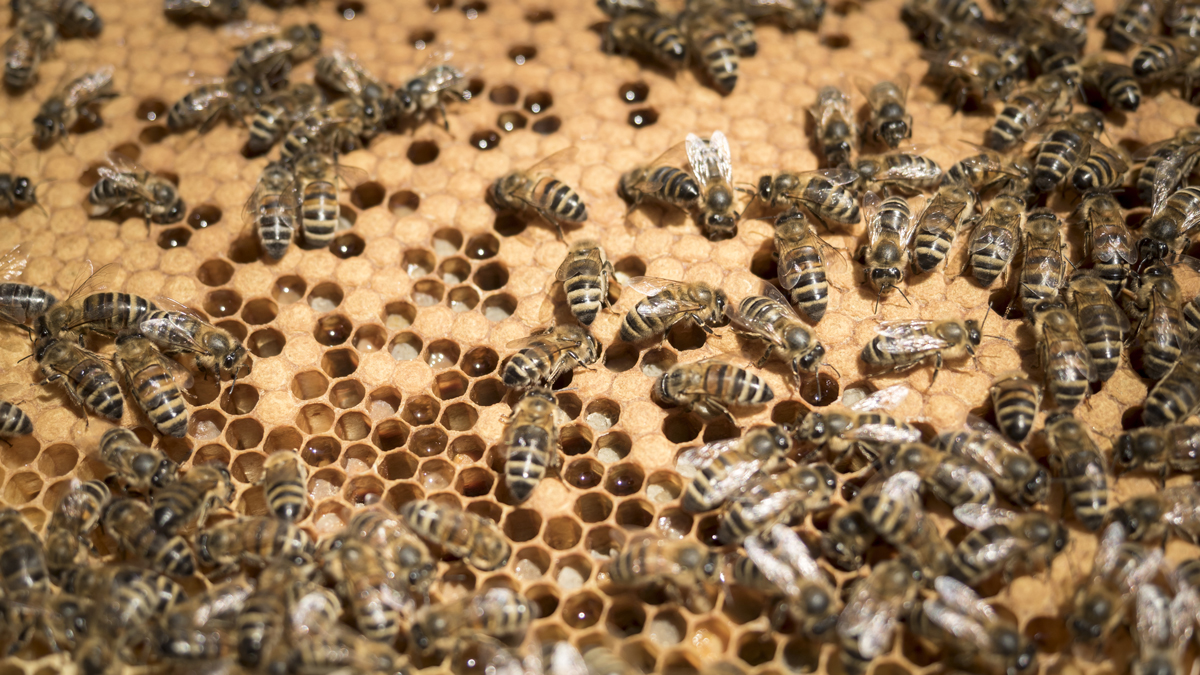 Sweet Home Nebraska Honey Flows From Bee Infested Omaha Attic Nbc Chicago