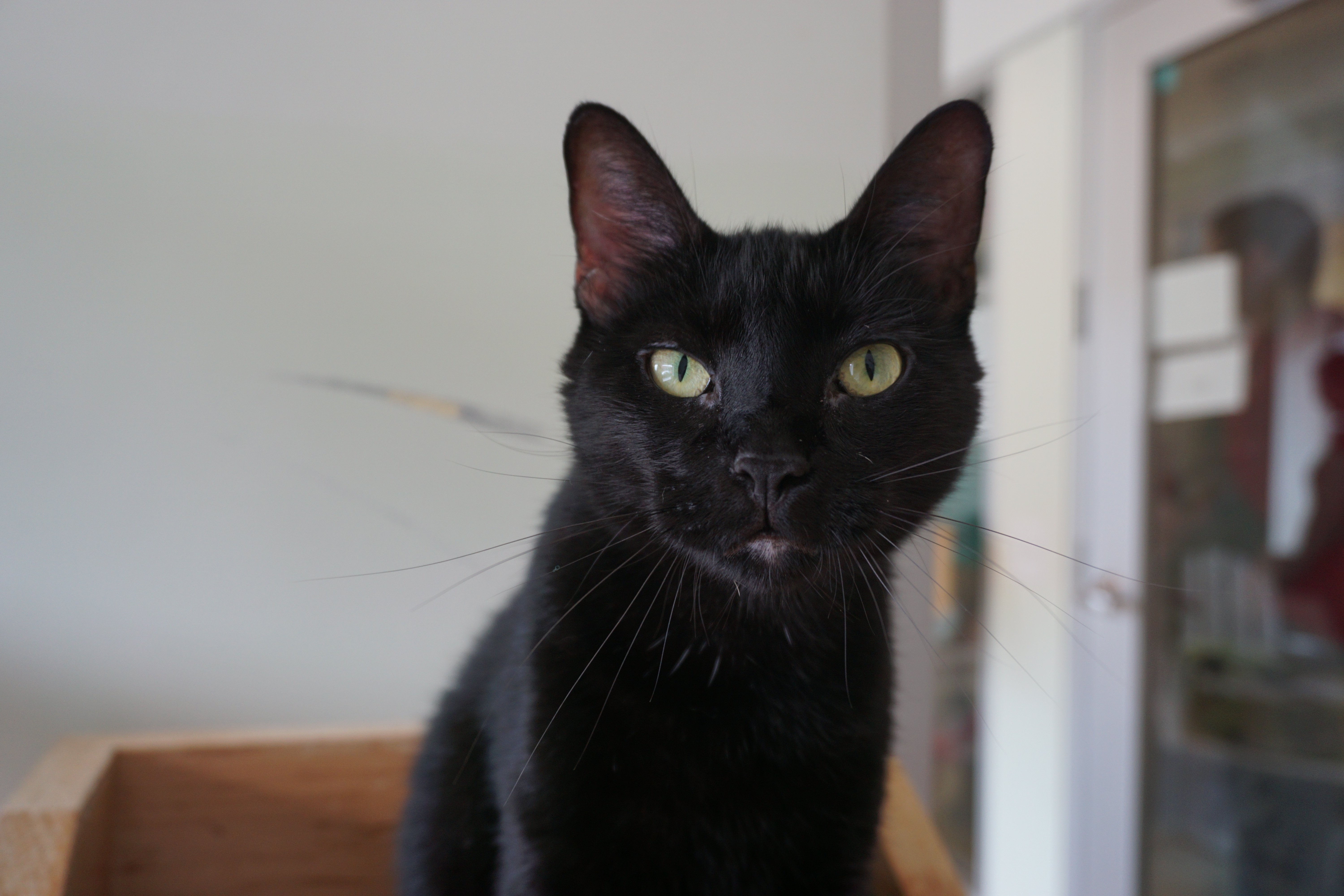 Clear The Shelters 2016 Pets Find New Homes In The Chicago Area