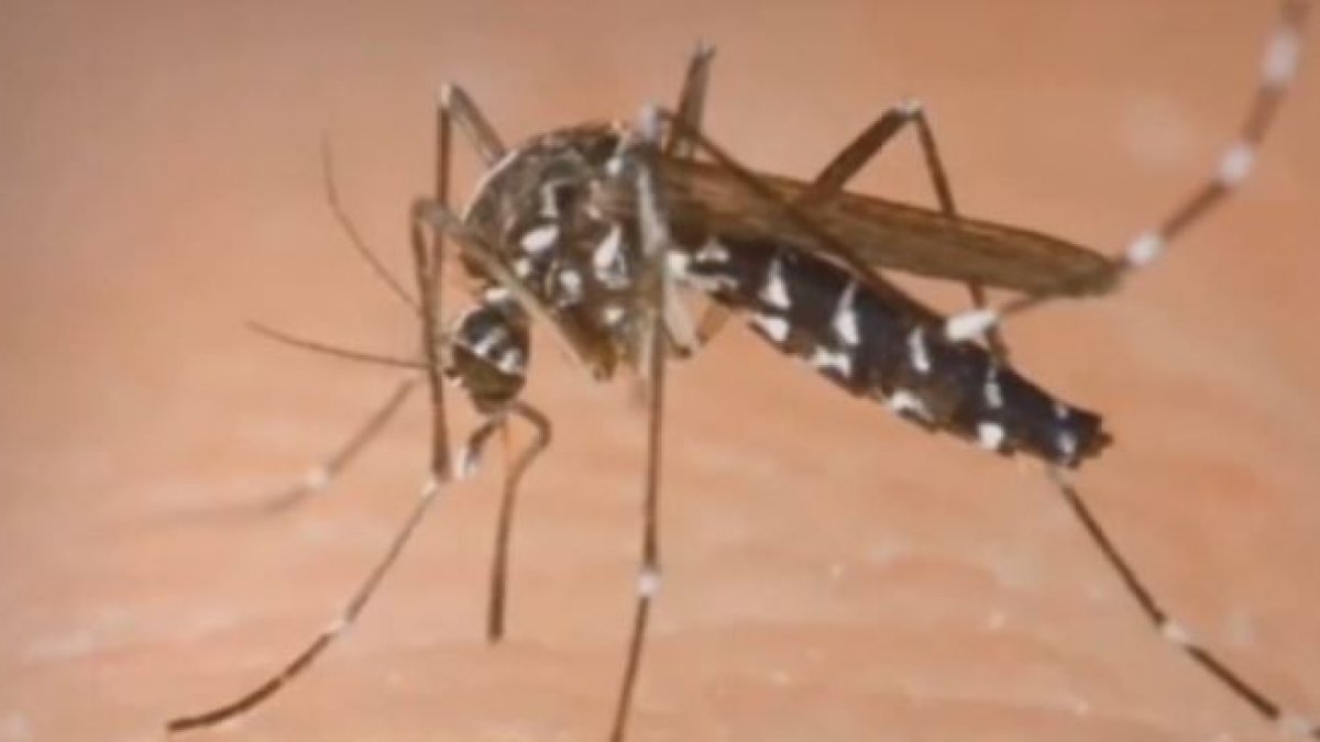 EEE, West Nile and more: What to know about mosquito-borne illnesses in Illinois