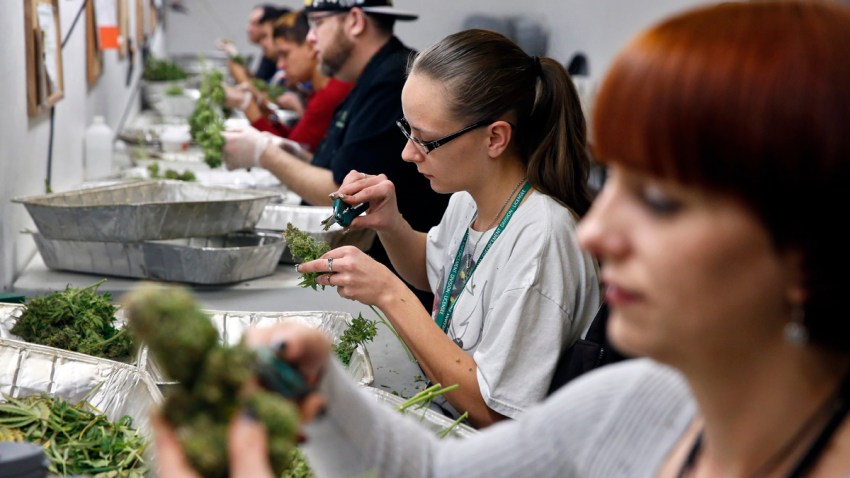 Legalizing Marijuana Denver