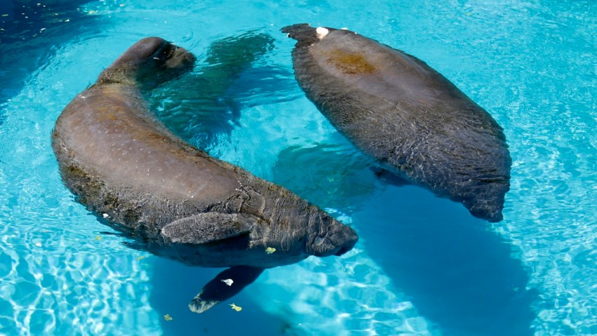 Manatees Endangered Species
