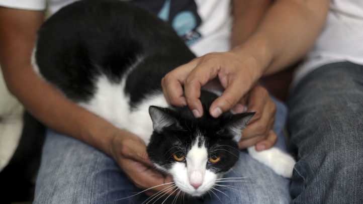 Mexico Purrfect Mayor
