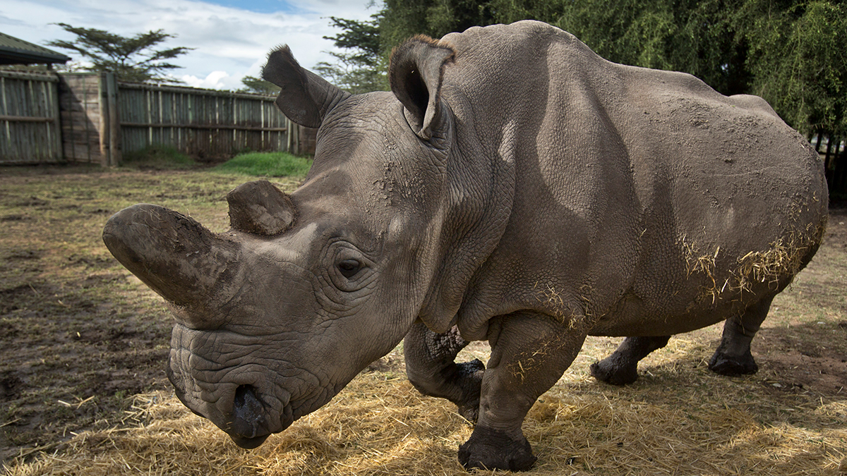 Amazing': New Embryo Made of Nearly Extinct Rhino Species – NBC Chicago