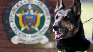 Colombia Threatened Drug Dog
