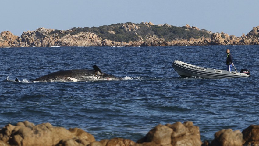 Italy Dead Whale