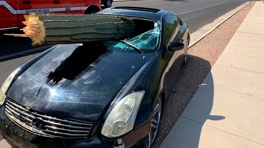 ODD Cactus Windshield