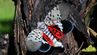 Expert reveals what you should do if you come into contact with a spotted lanternfly