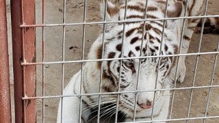 a white Bengal tiger